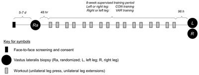 Frequent Manipulation of Resistance Training Variables Promotes Myofibrillar Spacing Changes in Resistance-Trained Individuals